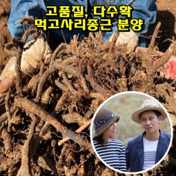 한잎새 먹 고사리재배 12kg 고사리씨앗