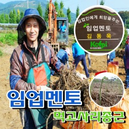먹 고사리종근 20kg 활착력우수품종 고사리뿌리 재배 무료배송 임업경영체등록품종